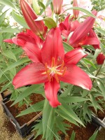 [5335 Christopher VH No01.JPG]